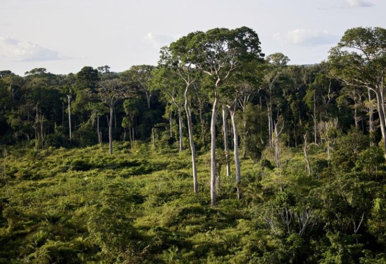 Déforestation et agriculture en Côte d’Ivoire : Agir pour un futur durable