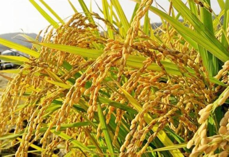 Souveraineté Alimentaire : Comment la Côte d’Ivoire peut booster sa consommation de riz local en 2026