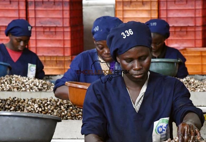 Valorisation des filières agricoles : les producteurs de coton, d’anacarde et de karité célébrés en janvier 2026