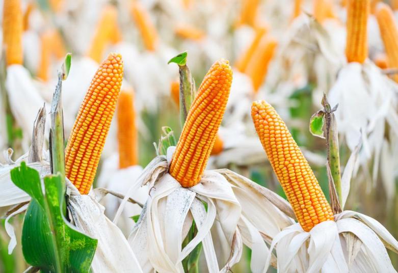 🌾 Maïs et blé : la meunerie, un business d’or en Afrique