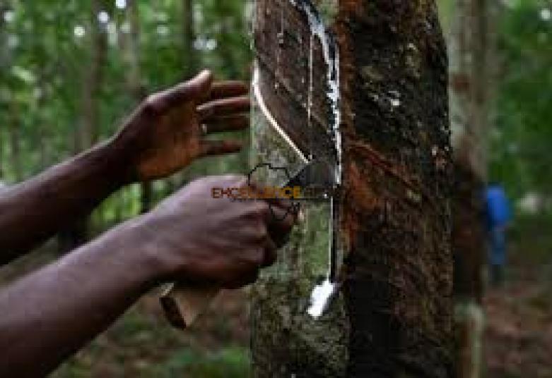 BRVM : SAPH enregistre un bond de 449% de son résultat net au premier semestre 2025